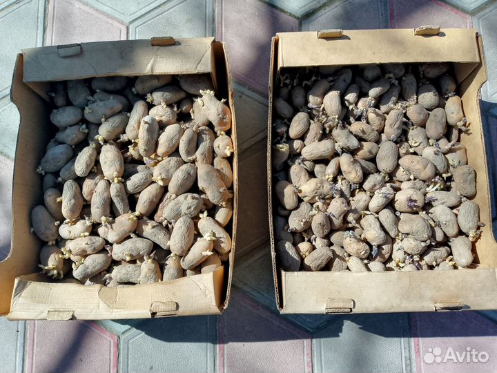 Посадочный картофель