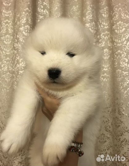Щенки самоеда