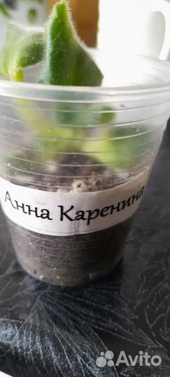 Детка фиалки