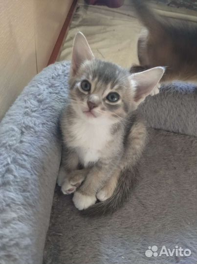 Абиссинская