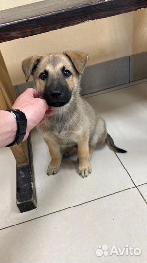 Щенок в добрые руки