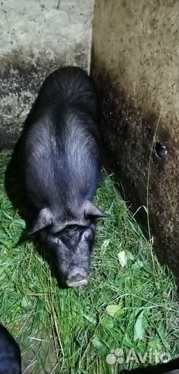 Вьетнамские вислобрюхие поросята. Хряк на племя