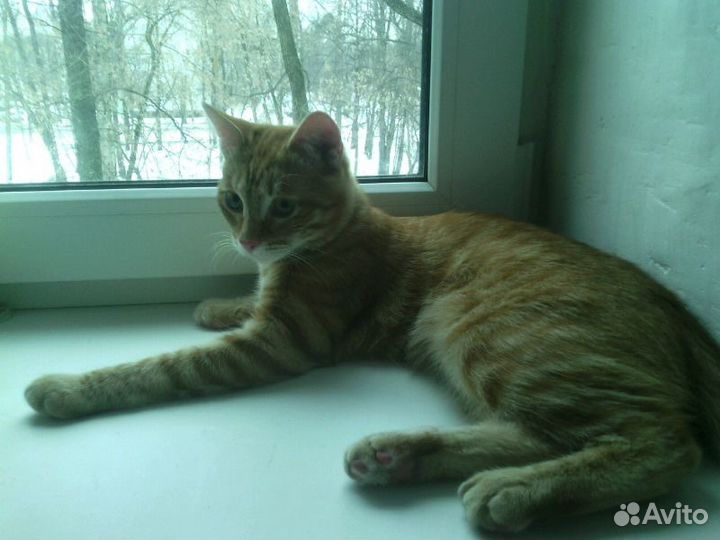 Передержка кошек