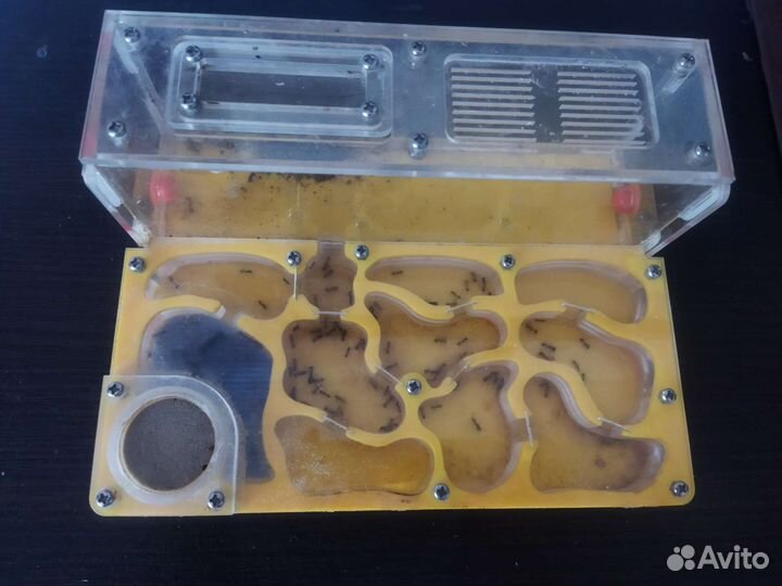 Формикарий с муравьями