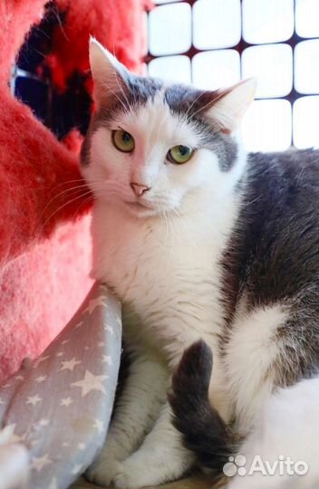 Кошка в дар