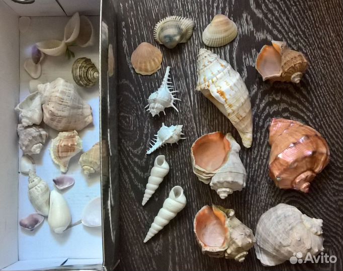 Ракушки для аквариума