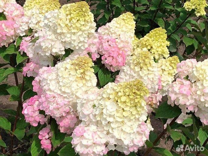 Гортензия Самарская Лидия