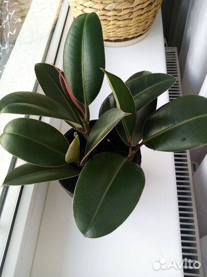 Фикус Эластика
