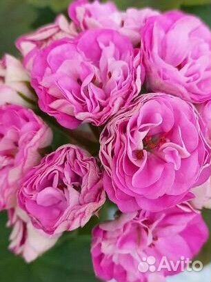 Герань пеларгония