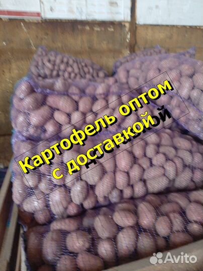 Картофель оптом с доставкой