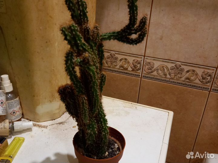 Кактус цереус перуанский