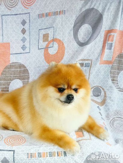 Живое такси Зоотакси Перевозки