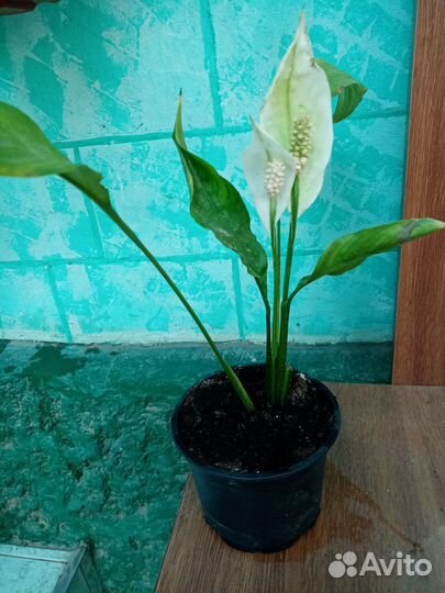 Аглаонема, хлорофитум гибискус