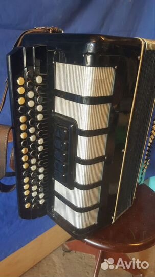 Баян вологодский