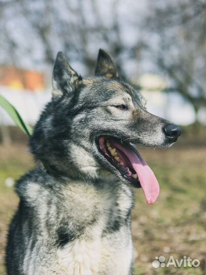 Классный пёс из приюта в поиске дома и семьи