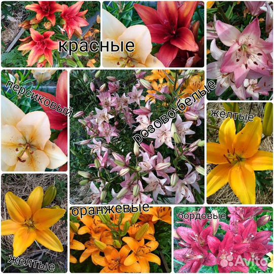 Лилии. Лилейники сортовые