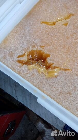 Мед разнотравье с гречихой 2023 год