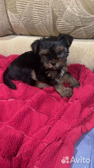 Екшерский терьер