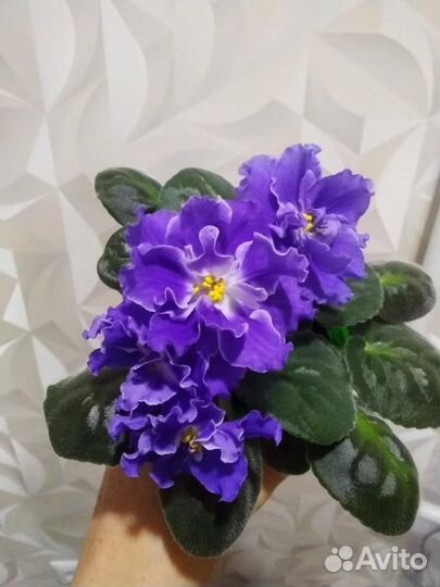 Фиалки детки