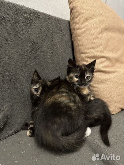 Котенок