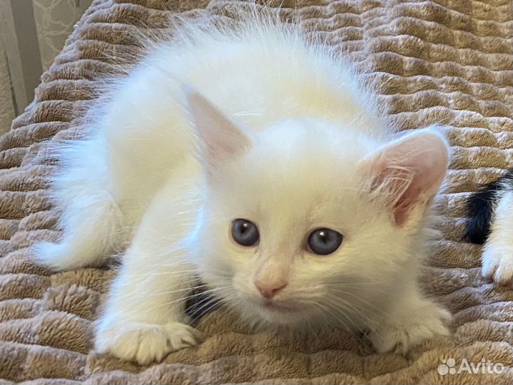 Котенок в добрые руки (девочка)