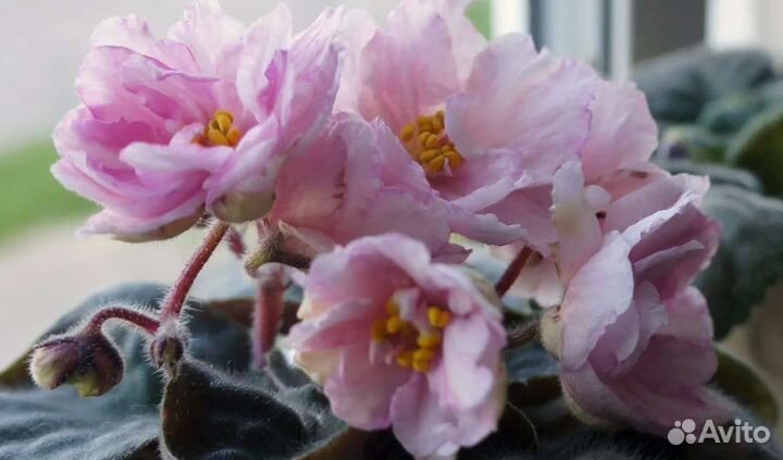 Фиалка сортовая детки