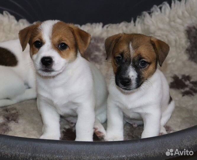 Джек Рассел терьер