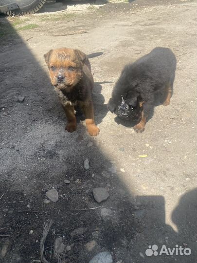 Собаки щенки