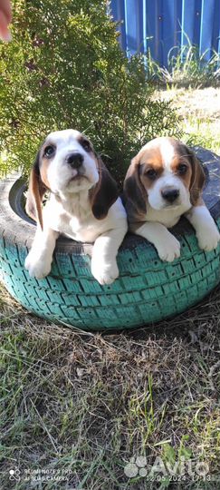 Щенки Бигль