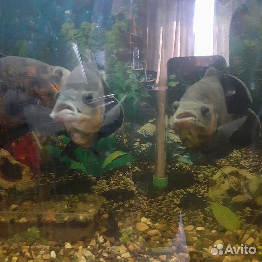 Астронотусы