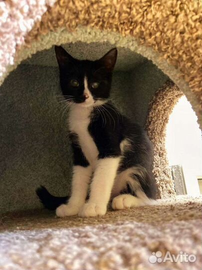 Заберите котика из приюта