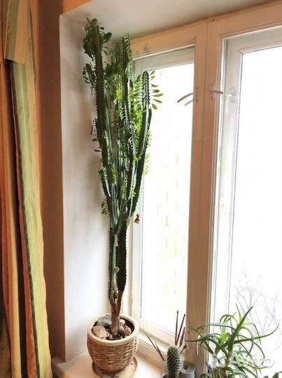 Цветок домашний: Молочай треугольный/трехгранный