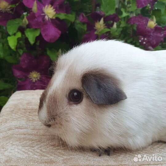 Морская свинка белый калифорния самец