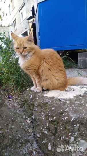 Рыжее счастье