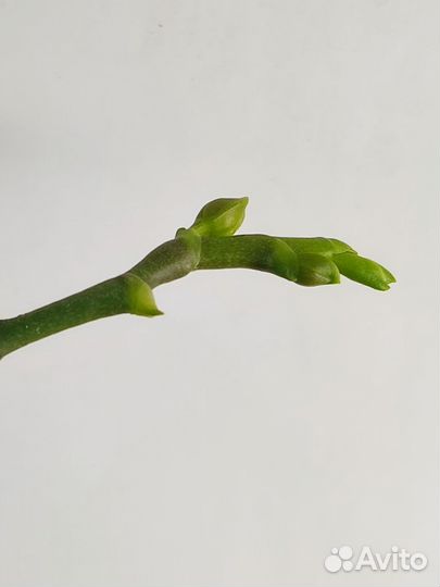 Орхидея фаленопсис Бронзовый Будда