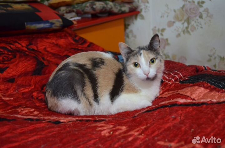 Отдам кошечку 1 год. Стерильная