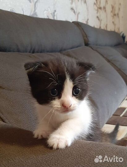 Кошка в дар бесплатно