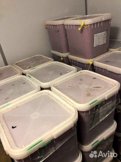 Икра Кеты опт