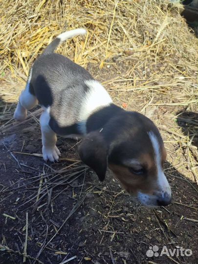 Щенки русской пегой гончей