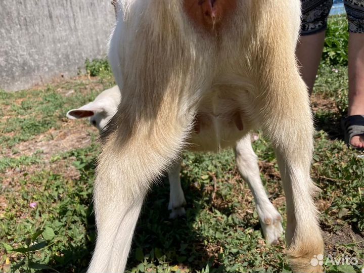 Продам козлят