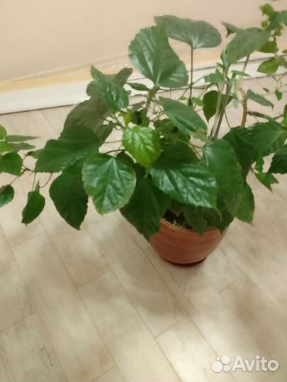 Гибискус китайская роза