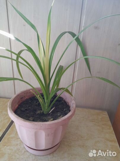 Кактус цереус.Алоэ лечебный