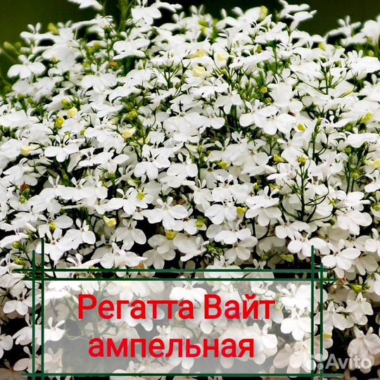 Лобелии, хризантема мультифлора