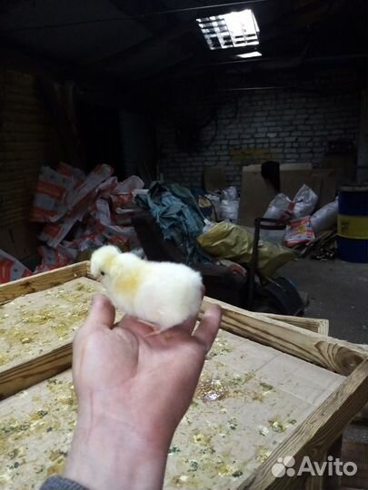 Цыплята несушки