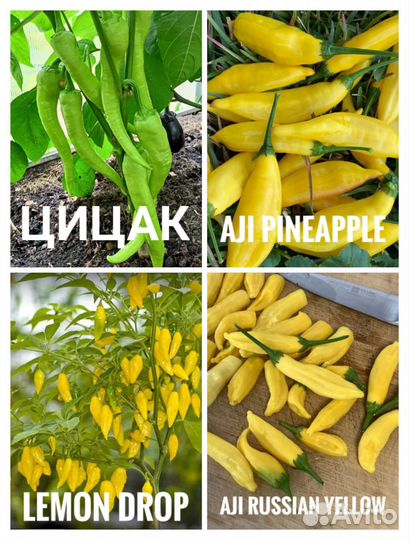 Рассада острого перца