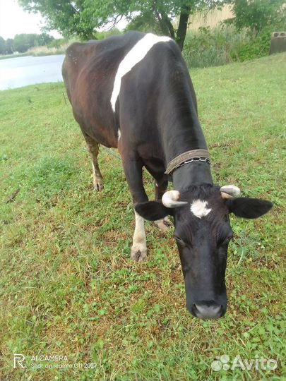 Корова дойная