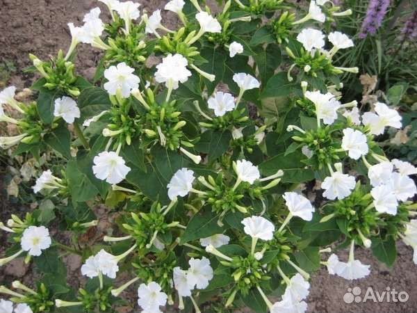 Рассада Ночной зорьки