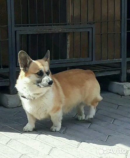 Гостиница для собак