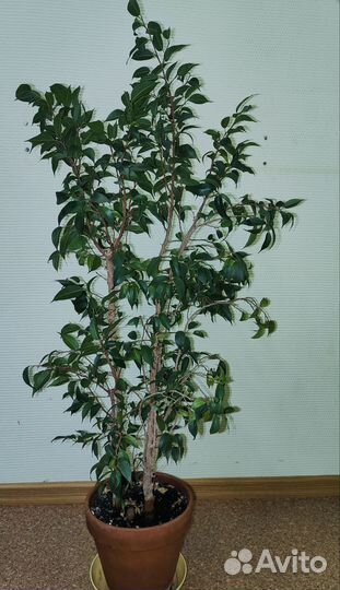Фикус бенджамина
