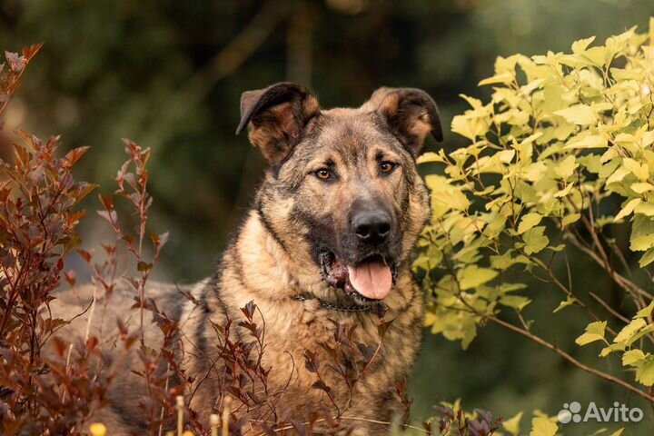 Чивас ищет дом